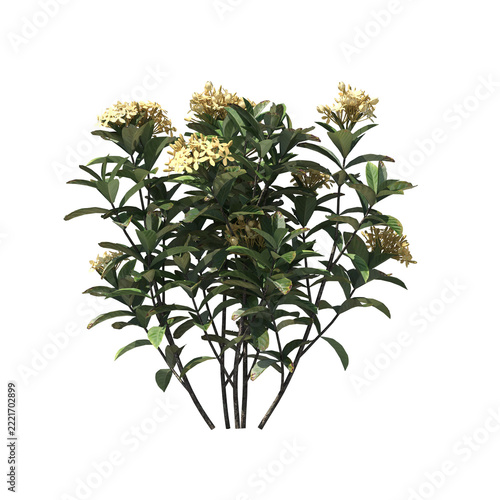 Ixora Plant Shrub with Pink Flowers Isolated 3D Asset