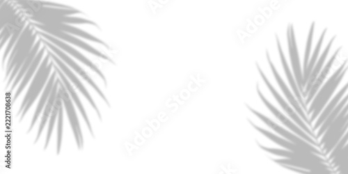 Soft shadows of tropical palm leaves cast on a bright surface