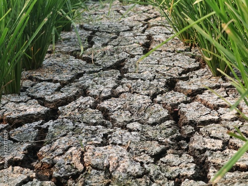 Cracked parched earth ground between green rice paddy plants during dry season, illustrating drought crisis, water shortage, climate change impact, and agricultural challenge in farming