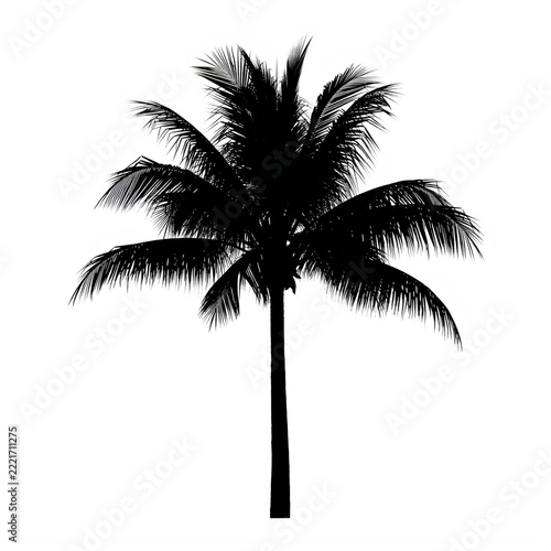 A black silhouette of a palm tree