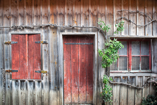 Rose bush and Virginia creeper on the weathered facade of the wooden house.