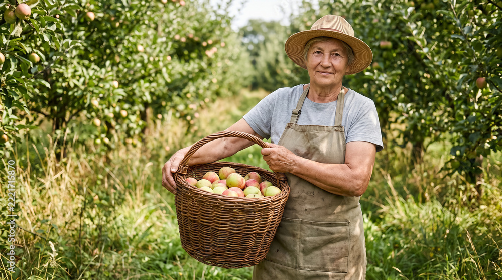 Fototapeta premium Happy senior woman farmer holding basket with fresh apples in sunny garden. Concept of gardener, orchard, apple harvest, organic fruit, apple picking.