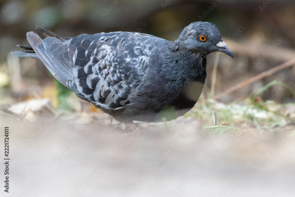 Obraz premium Pigeon standing on ground with detailed plumage