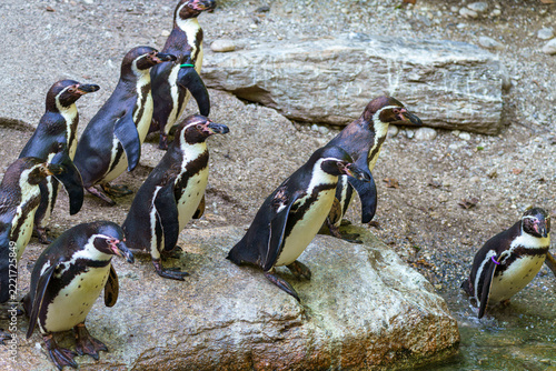 Penguins gather near water as they prepare to enter the habitat at a wildlife park in the afternoon