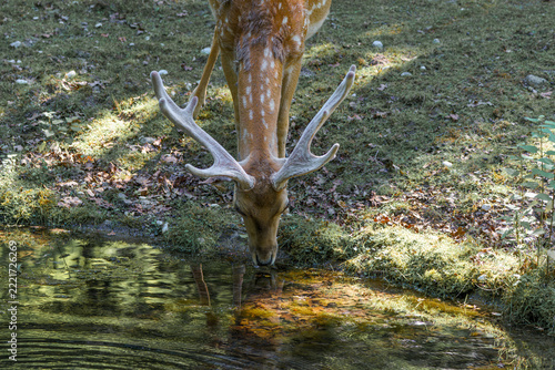 Deer drinks water from a small pond in a forested area during daytime