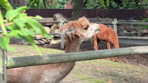 Close up of a cute alpaca eating green leaves at a petting zoo, fluffy brown and white alpaca chewing food behind a wooden fence with another alpaca in the background.