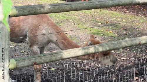 Close up of a cute alpaca eating green leaves at a petting zoo, fluffy brown and white alpaca chewing food behind a wooden fence with another alpaca in the background.