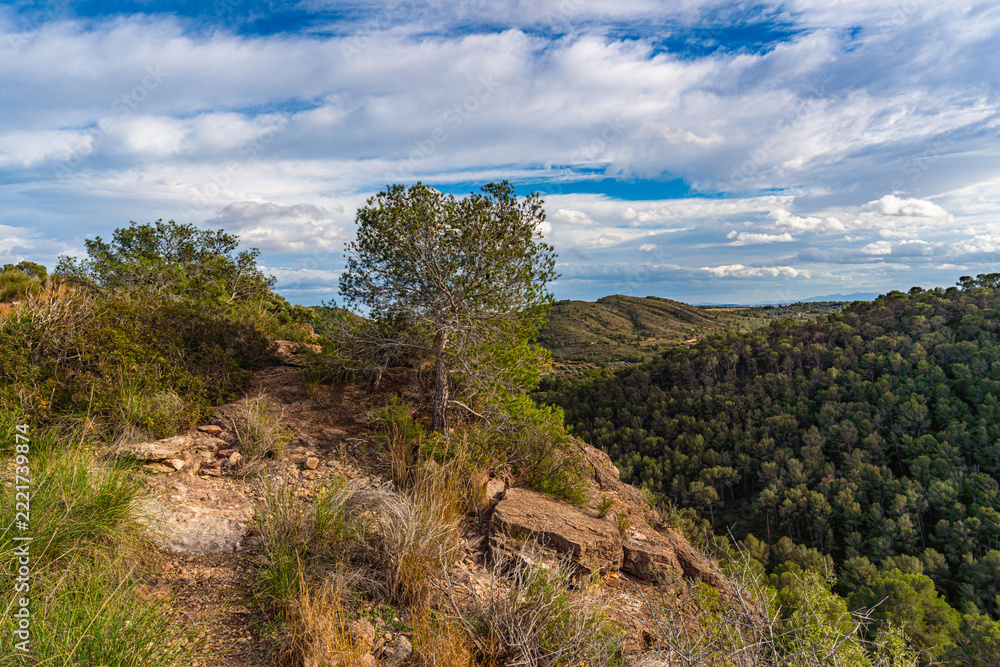 Fototapeta premium A lone pine tree grows on a rocky cliff edge above a dense forested valley and rolling hills under a cloudy sky in Riba roja de Turia, Valencia.