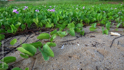 Purple coastal flowers beside the beach in Nha Trang Vietnam