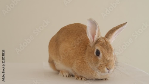 家にいる可愛いミニウサギの様子