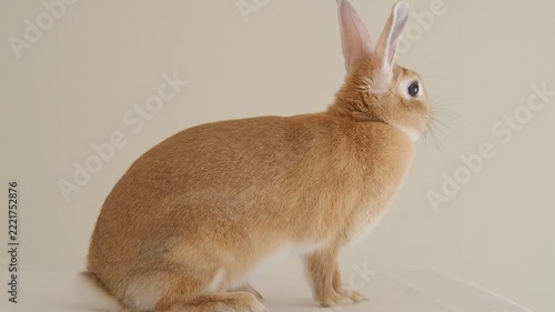 家にいる可愛いミニウサギの様子