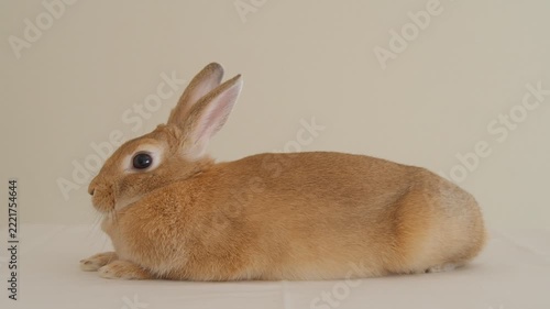 家にいる可愛いミニウサギの様子