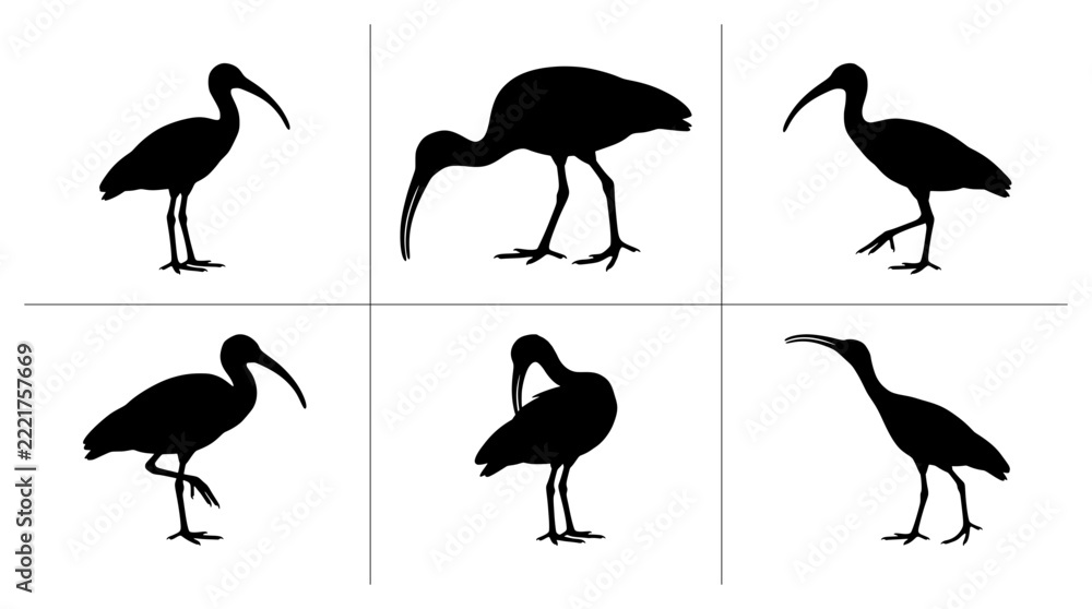 Fototapeta premium Ibis silhouettes set with birds in various poses for nature or wildlife design