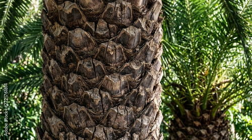 Close up of rough textured palm tree trunk with green fronds in background tropical foliage detail