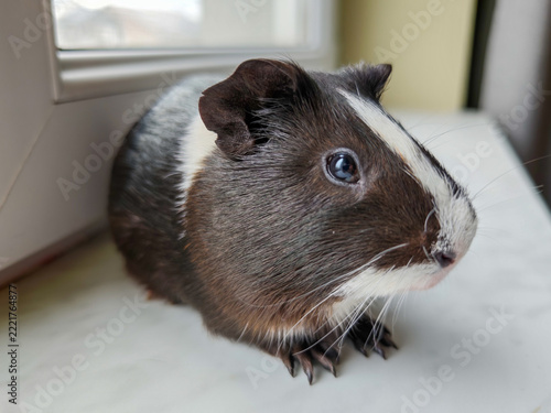 Adorable pet guinea pig near window