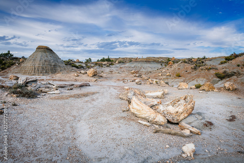 The petrified forest of Theodore roosevelt national park