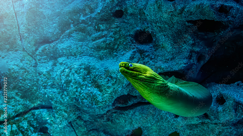 Fototapeta premium Green moray eel gymnothorax funebris swimming out of cave reef