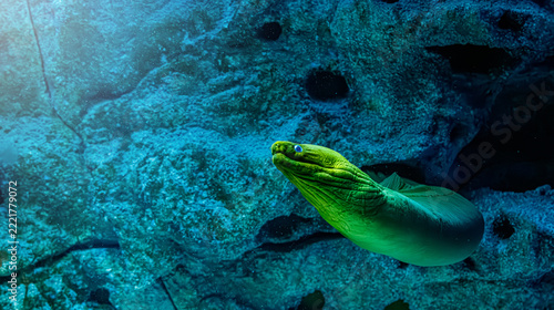 Green moray eel gymnothorax funebris swimming out of cave reef