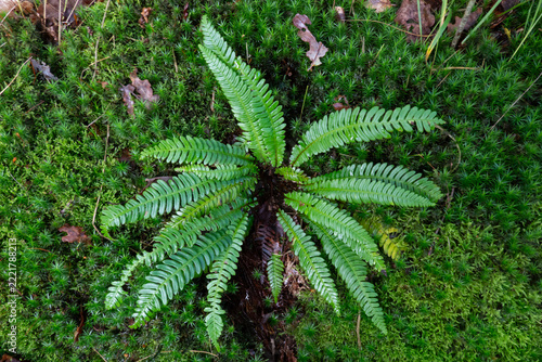 Deer fern with only sterlile leafs in moss