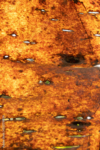 Bark of a dead birch tree, backlit by the sun