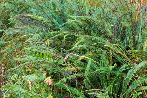 Dense vegetation with Deer ferns, both sterile en ferile leafs