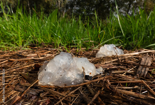 Star Jelly, the ovary of a frog or toad, regurgitated by a Heron
