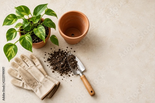 Houseplant Repotting with Terracotta Pots and Gardening Tools on Beige Background