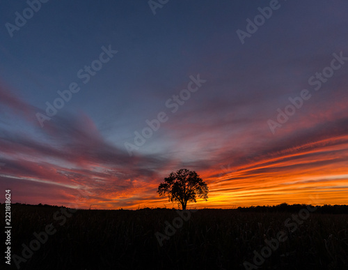 lone tree at sunset 