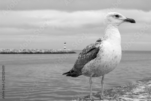 Seagull at Lagos Harbour, Algarve, Portugal
