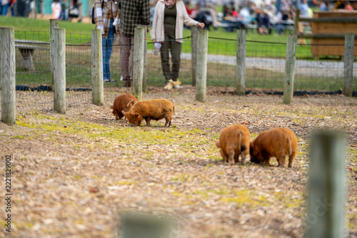 Visitors watch pigs at Iron Mills Farmstead near Pittsburgh during a farm event