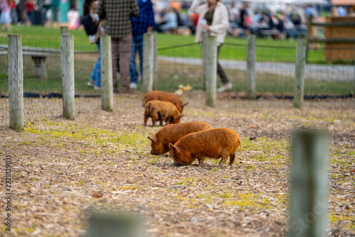 Visitors watch pigs at Iron Mills Farmstead near Pittsburgh during a farm event