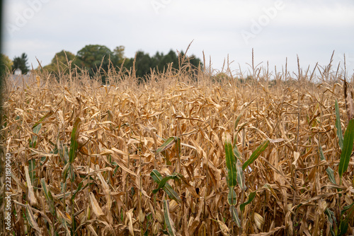 Field of corn ready for harvest under cloudy sky in autumn season