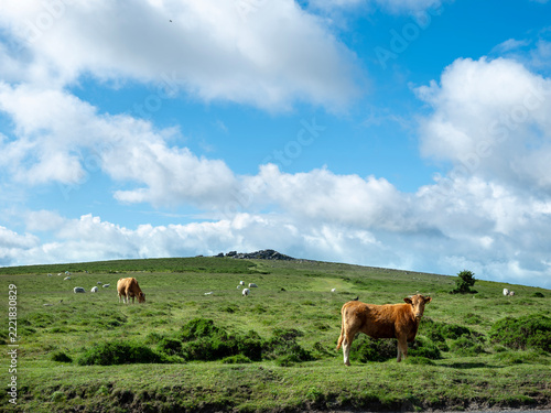 cows in green beautiful countryside of dartmoor national park