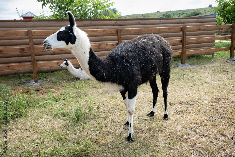 Fototapeta premium Llama Standing and Looking to the Side in Pasture