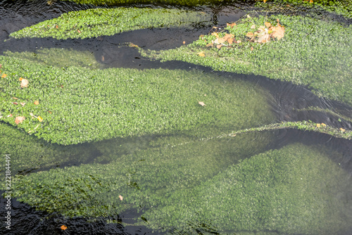 Wasserstern (Callitriche spec.) im Stadtgraben, Uelzen, Niedersachsen, Deutschland