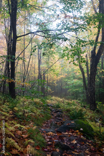 Beautiful misty moody forest walk in fall