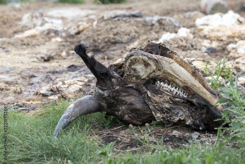 Carrion, raptor feeding, carrion, feeding ground, carcass, Luderplatz