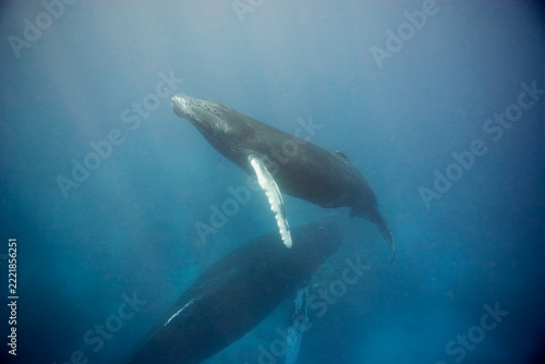Baby humpback whale heading to the surface for a breath

