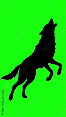 Shadow silhouette of a wolf howling and moving against a bright green screen background for digital video editing and motion graphics