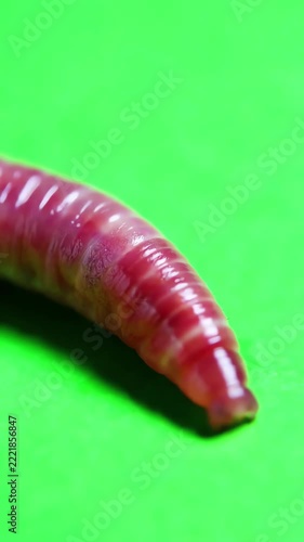 Close up of a pink earthworm crawling slowly across a bright green screen background for compositing