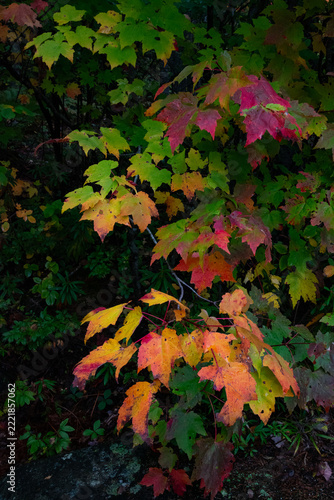 Colorful fall leaves in Vermont and New England