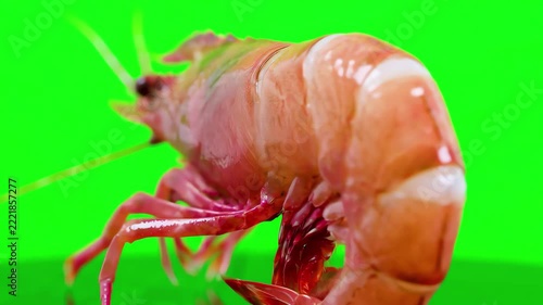 High detail macro shot of a single fresh shrimp rotating slowly against a bright green screen background for easy keying