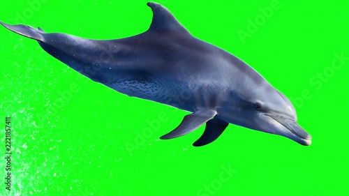 Majestic bottlenose dolphin jumping gracefully through air in a seamless loop animation against a bright green screen background