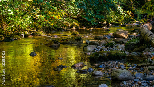 green moss on the rocks in creek