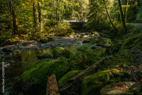 stream in the forest