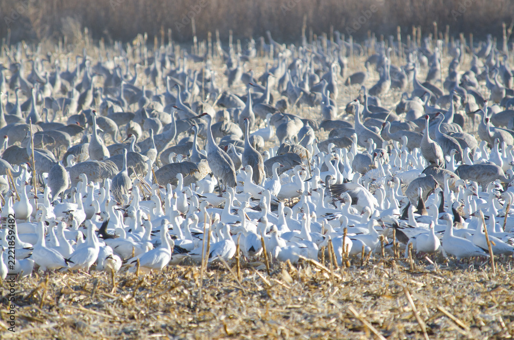 Fototapeta premium Thousands of Sandhill Cranes and Canadian Geese in Bosque Del Apache