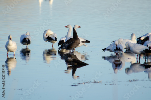 Canadian Geese in a Pond in the Bosque del Apache