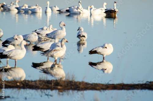 Canadian Geese in a Pond in the Bosque del Apache