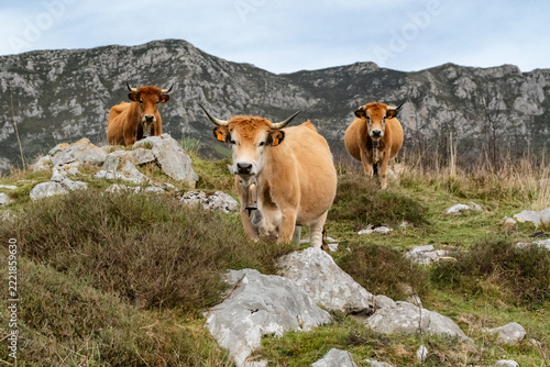 Asturiana de los Valles cattle grazing on mountain pasture in Asturias, Spain