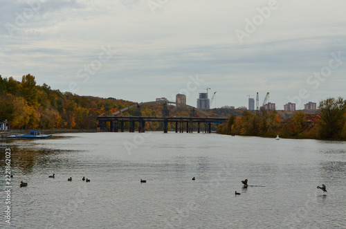 Photography Ducks swimming across a wide river beneath a bridge with autumn trees, calm wate